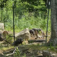 Meishan Piglets – Image 4