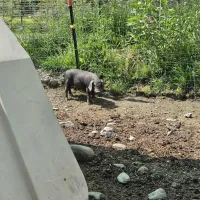 Meishan Piglets – Image 3