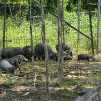 Meishan Piglets – Image 1