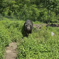 Meishan Piglets – Image 2