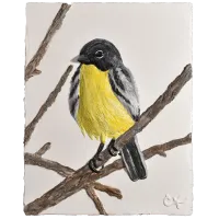 Kirtland's Warbler (11” x 14”) – Image 1