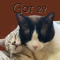 2 Kitty Household (Qty = # of days of reservation) – Image 1
