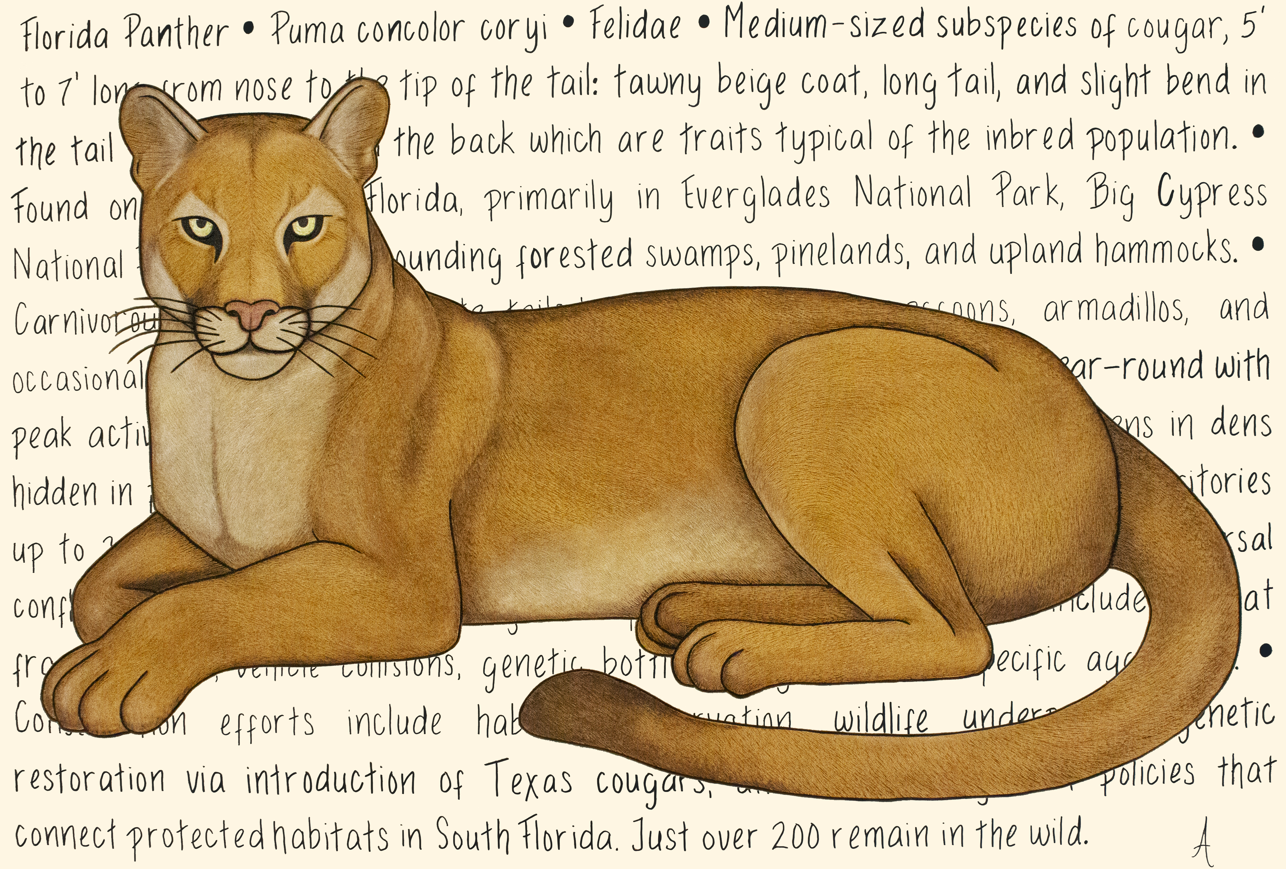 Florida Panther Original – Image 3
