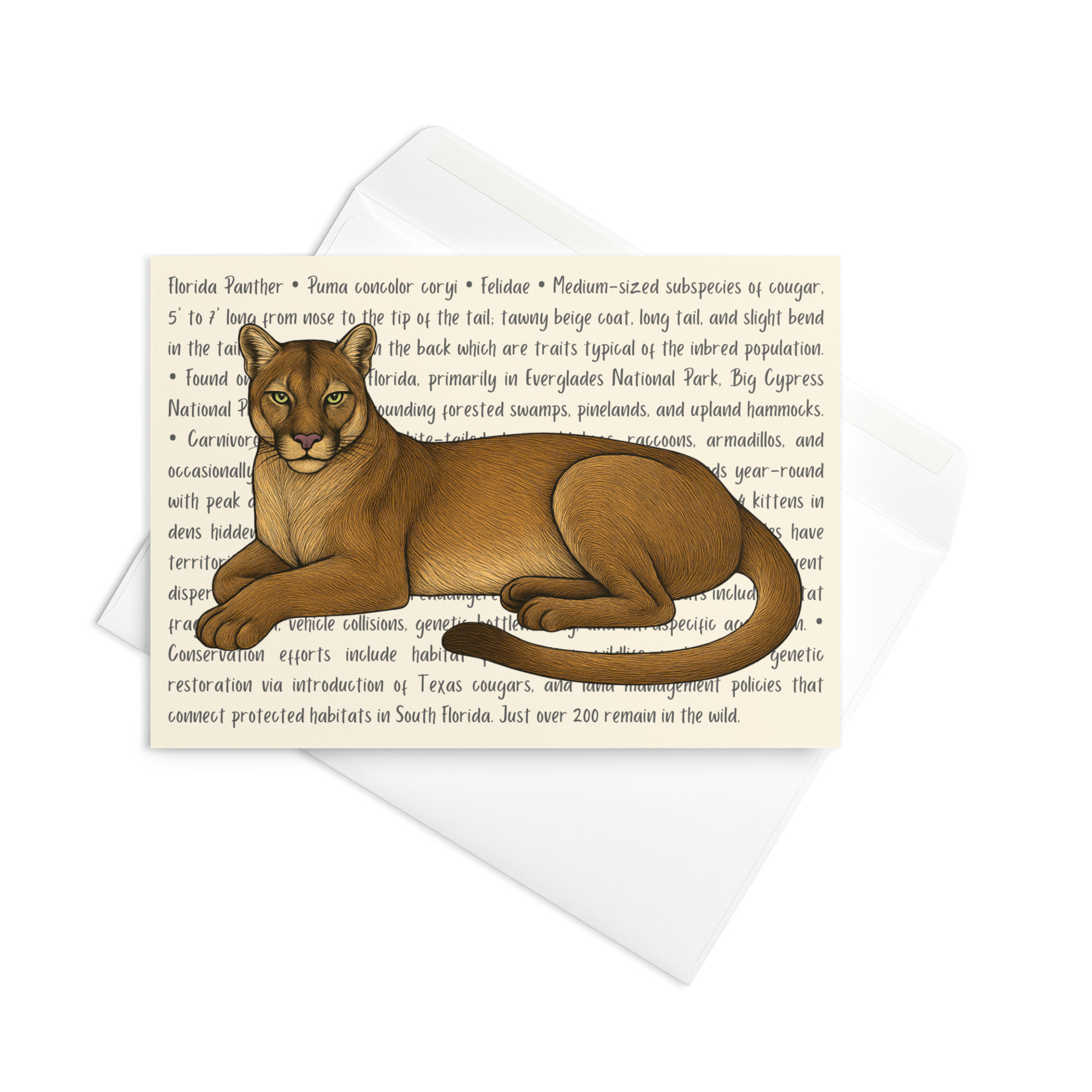 Florida Panther Greeting Card – Image 4