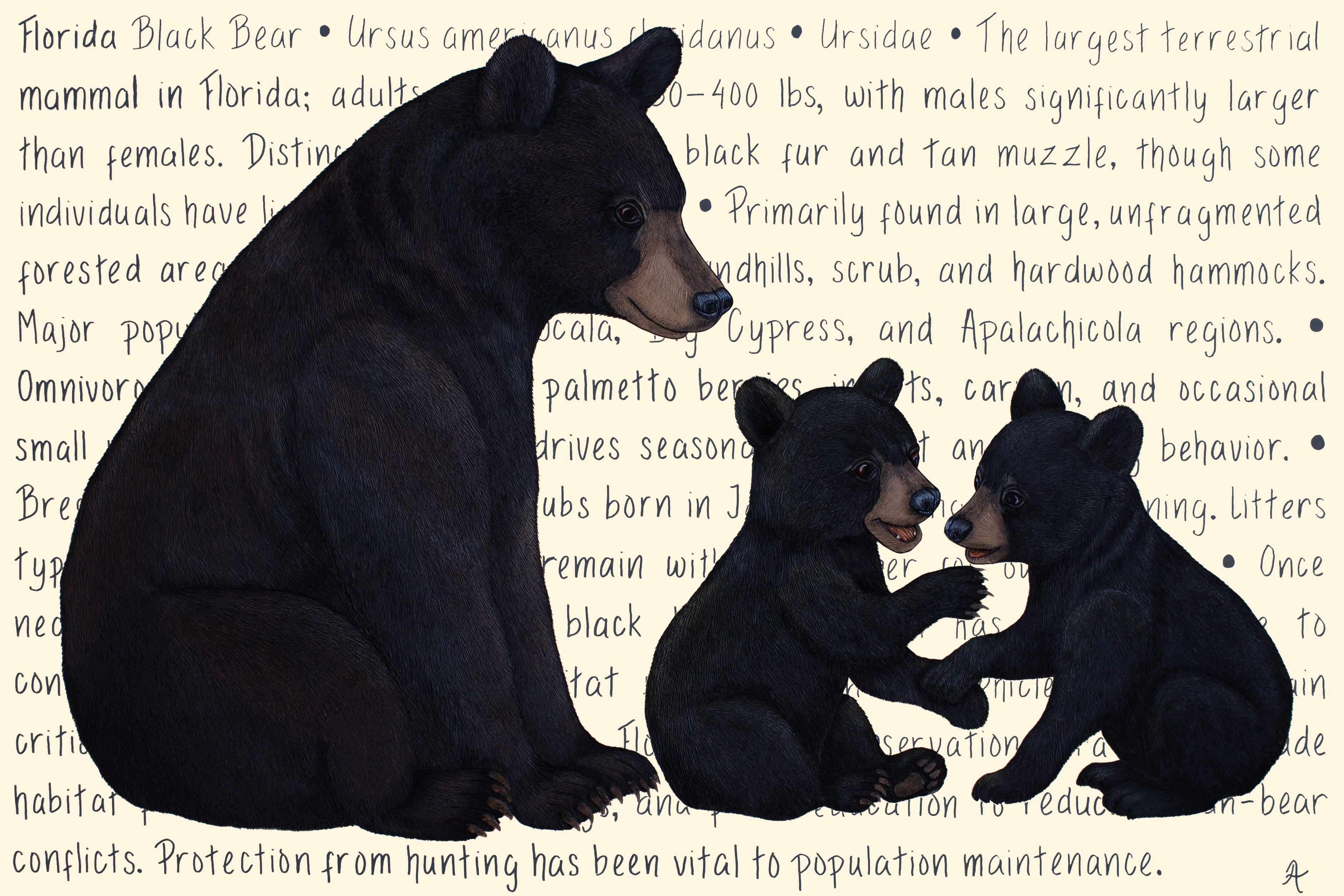Florida Black Bear Original – Image 3
