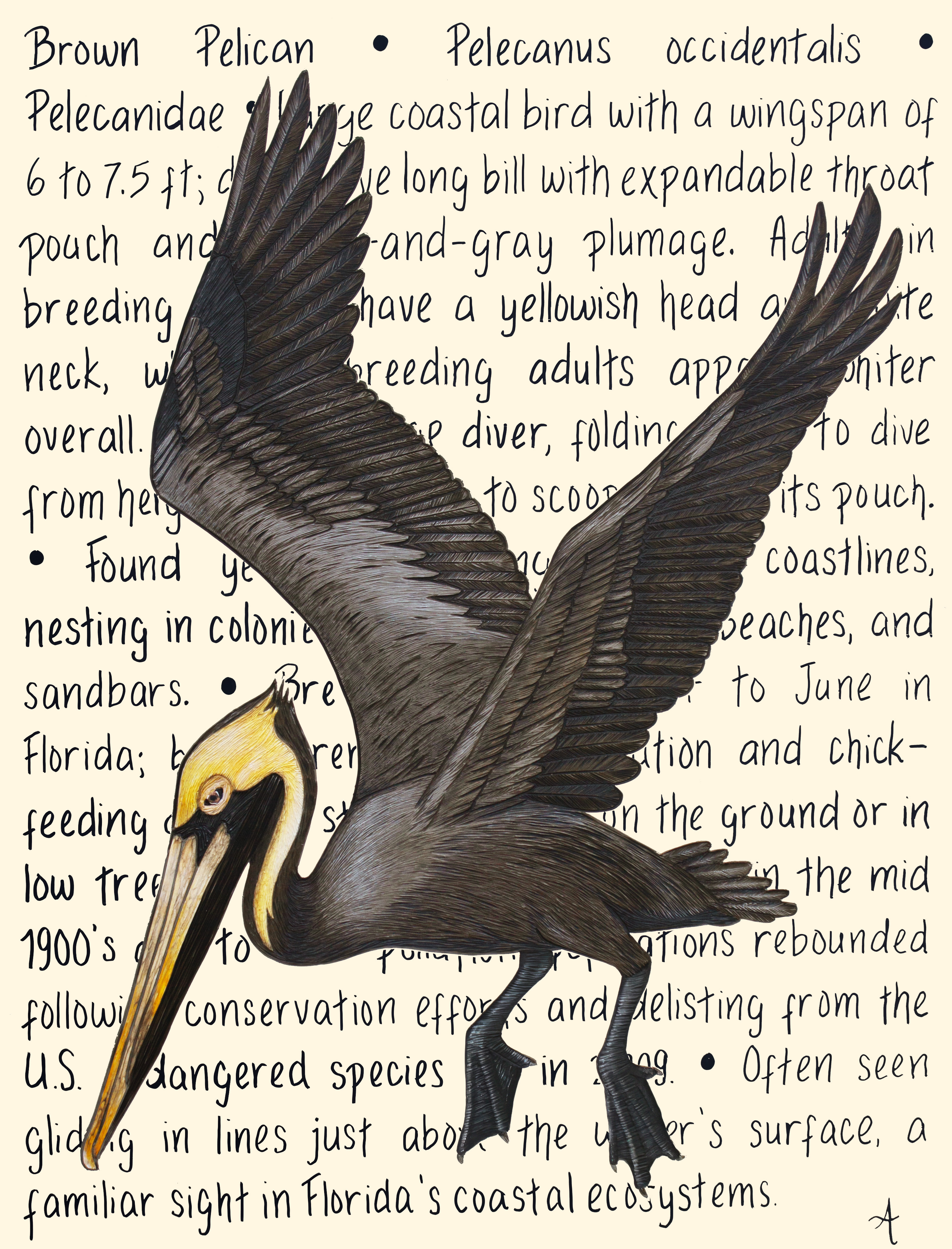 Brown Pelican Original – Image 3