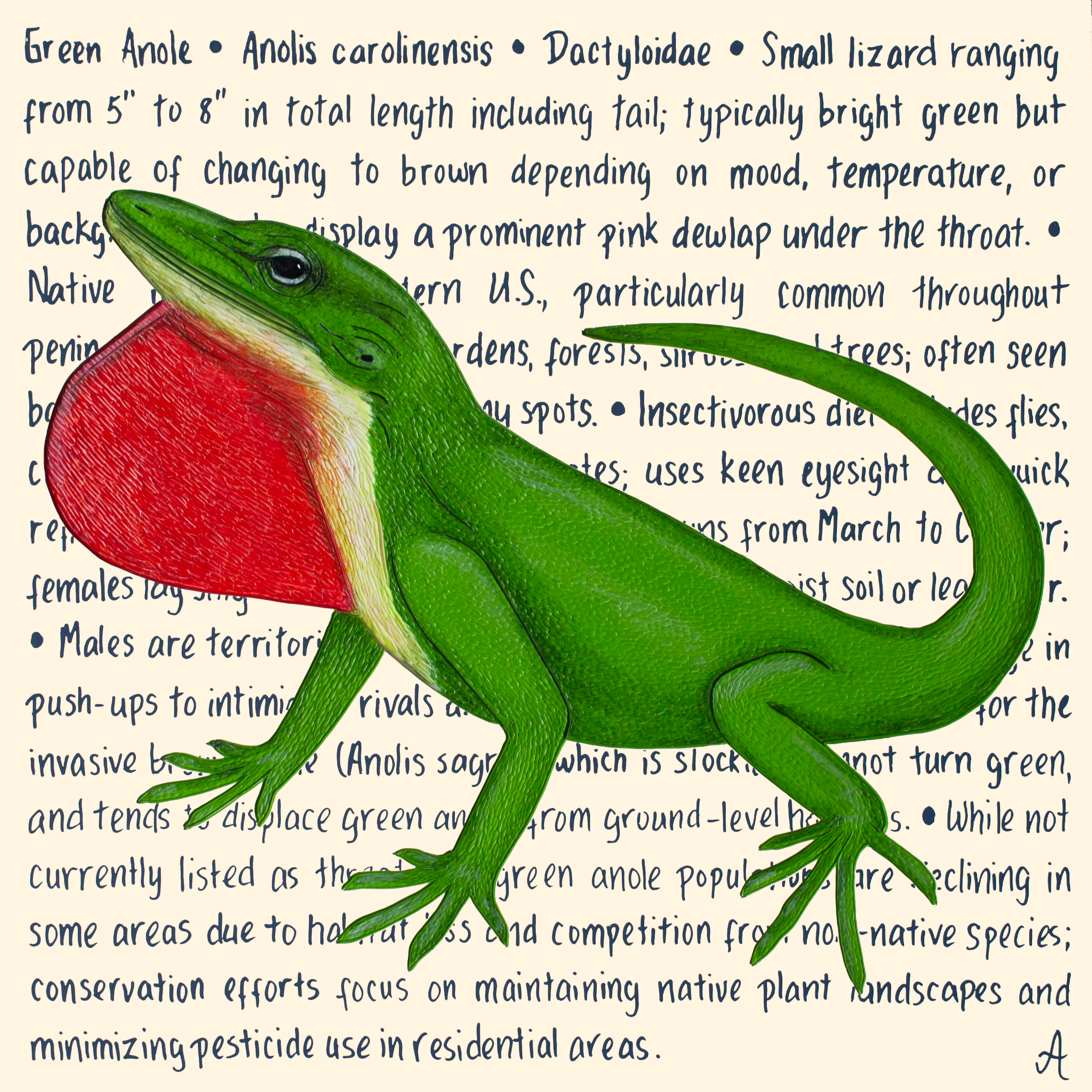 Green Anole Original – Image 3