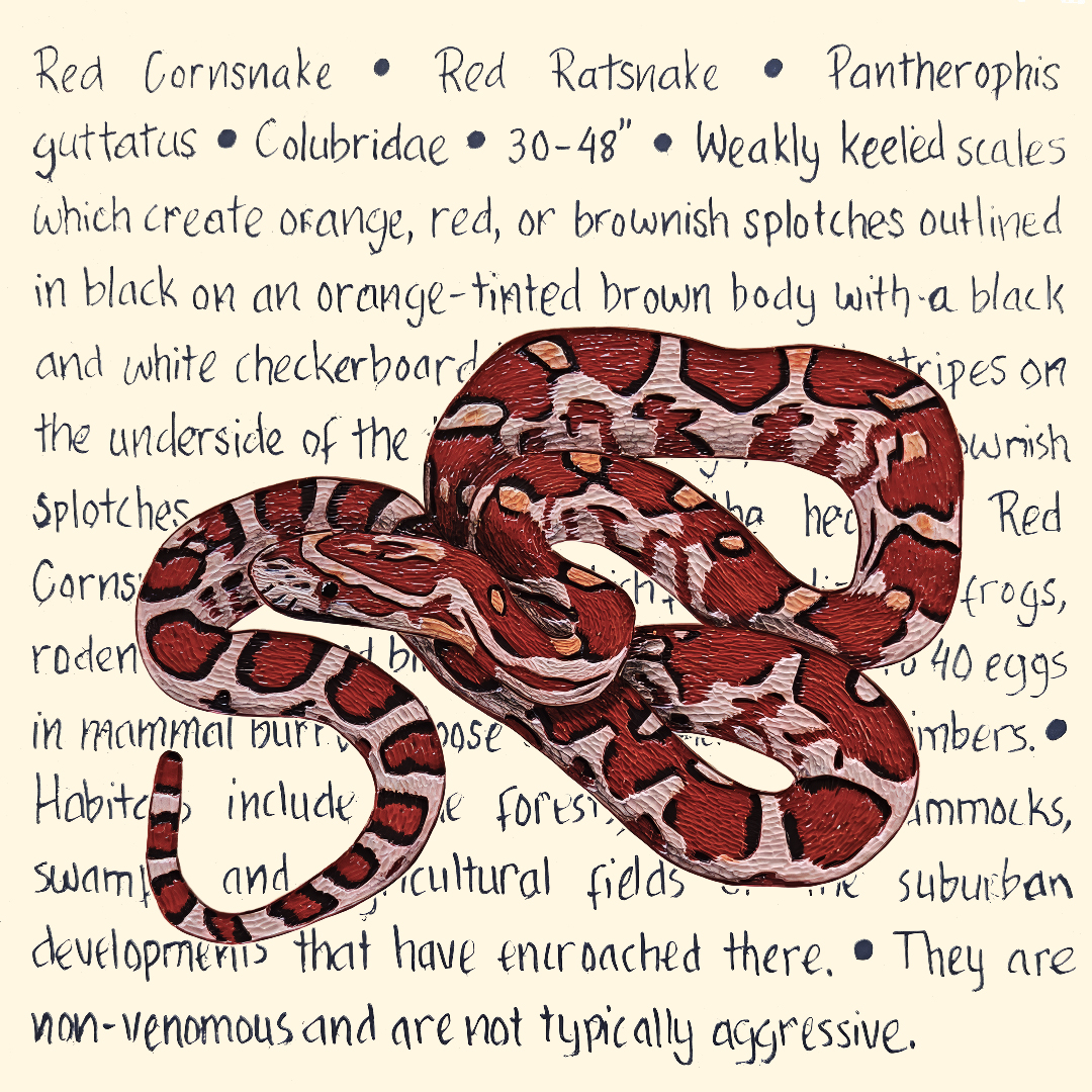 Red Cornsnake Original – Image 3