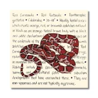 Red Cornsnake Original – Image 1
