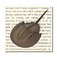 Horseshoe Crab Original – Image 1