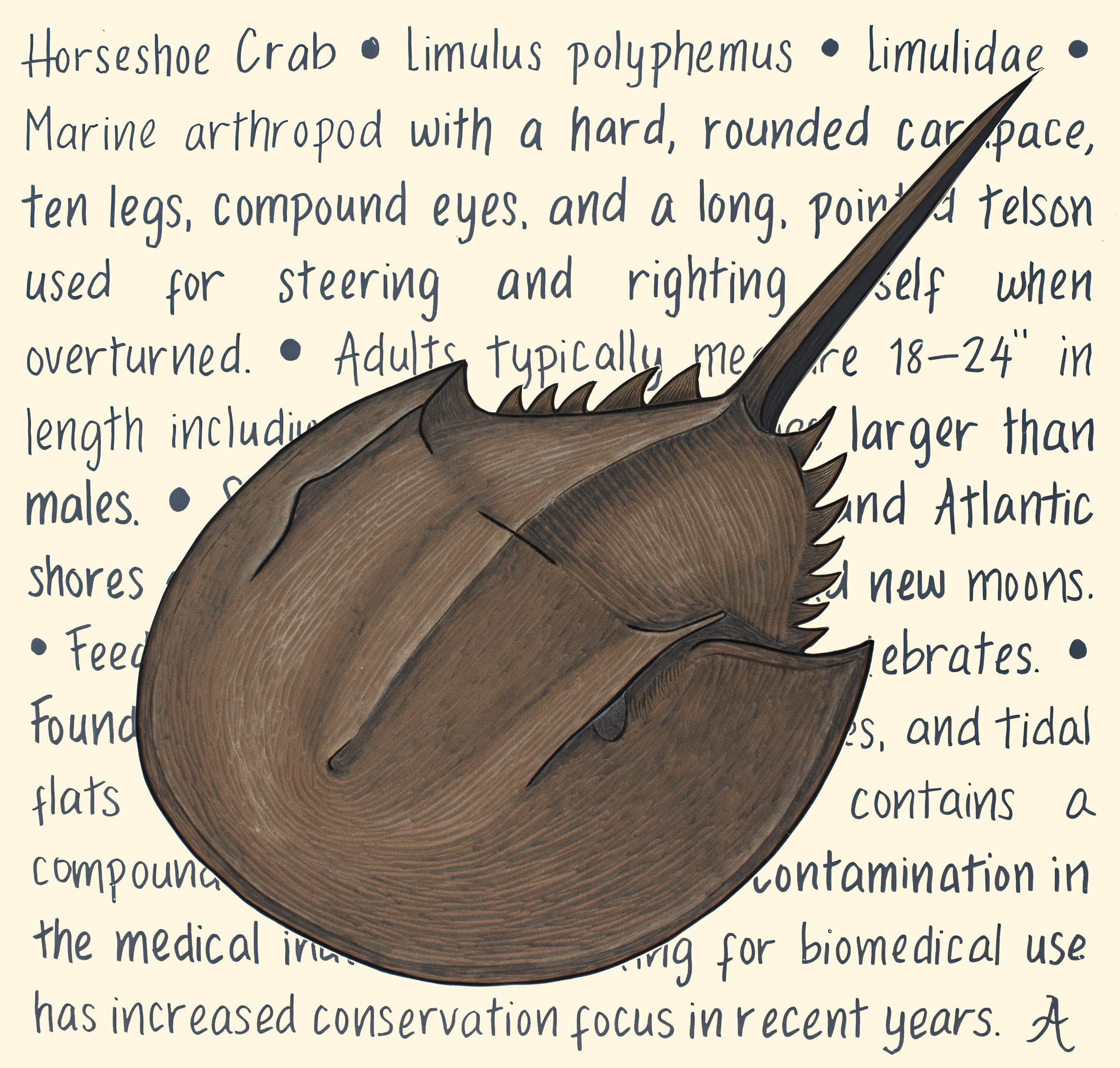 Horseshoe Crab Original – Image 3