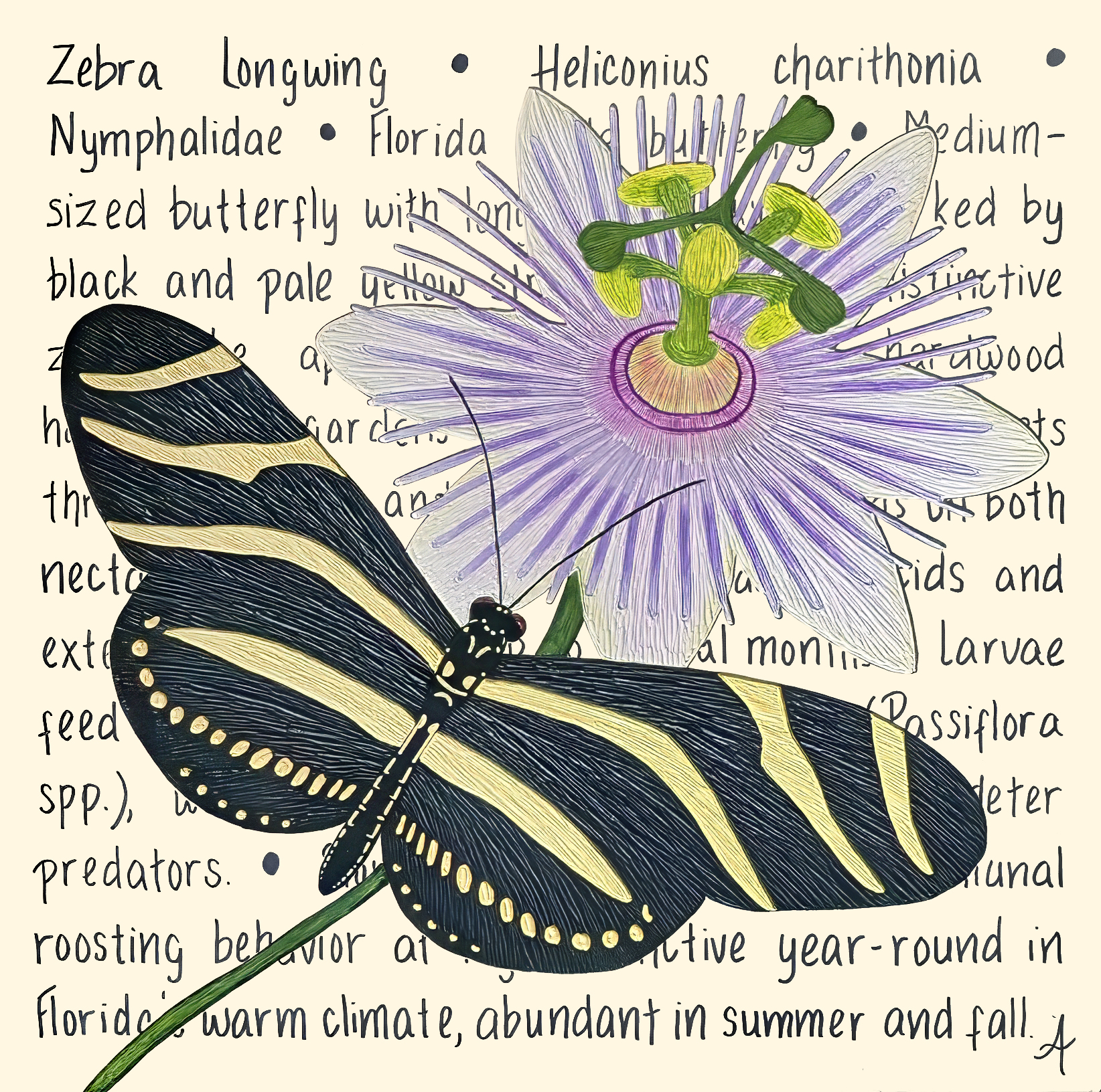 Zebra Longwing Original – Image 3