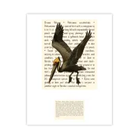 Brown Pelican Signature Proof – Image 1