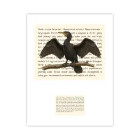 Double-crested Cormorant Signature Proof – Image 1