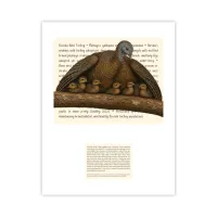 Osceola Turkey Hen UF Game Lab Signature Proof – Image 1