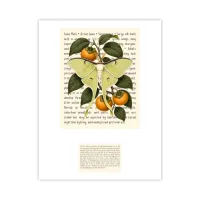 Luna Moth Signature Proof – Image 1