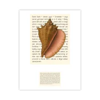 Queen Conch Signature Proof – Image 1