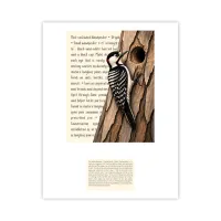 Red-cockaded Woodpecker Live Wildly Signature Proof – Image 1