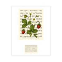 Virginia Strawberry Signature Proof – Image 1
