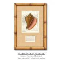 Queen Conch Signature Proof – Image 2