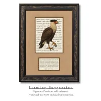 Northern Crested Caracara Signature Proof – Image 2