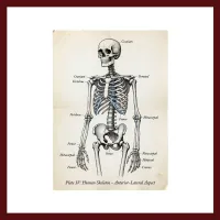 Dark Academia Academic Illustrations, Vintage Scientific Clipart, Antique Study, Botanical and Celestial Art – Image 5