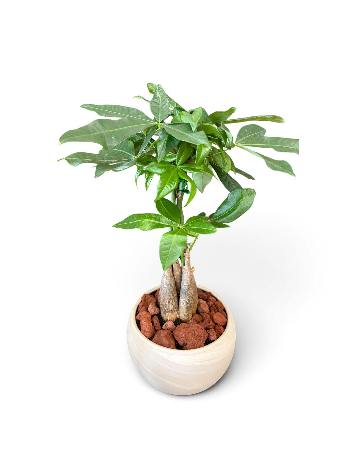 Money Tree – Image 1