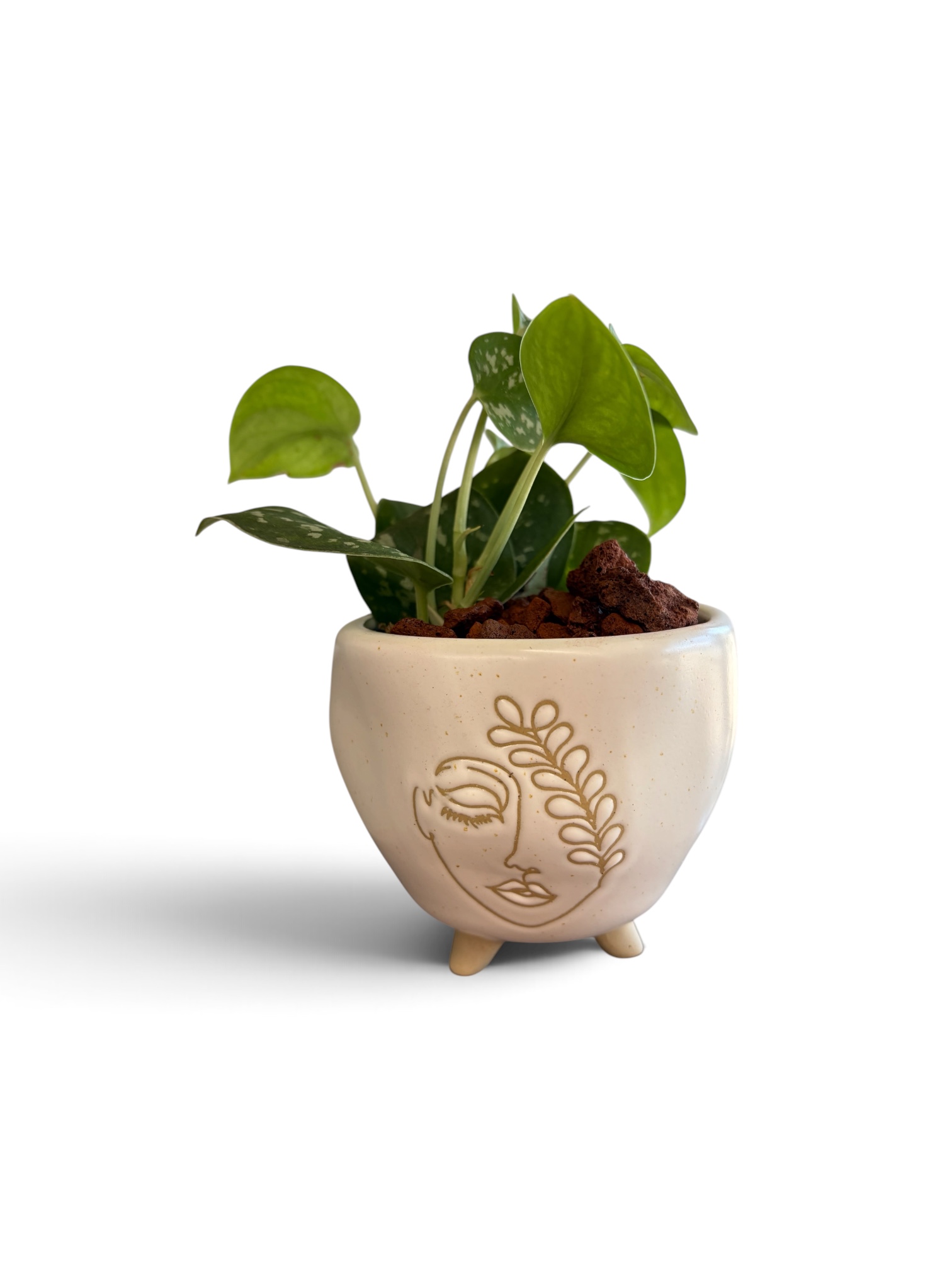 Satin Pothos – Image 1