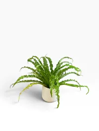 Birds Nest Fern – Image 1