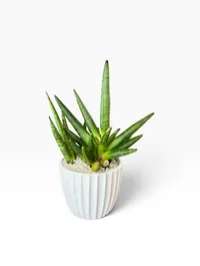 Spiky Snake Plant – Image 1