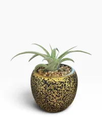Air Plant – Image 1