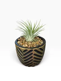 Air Plant – Image 1