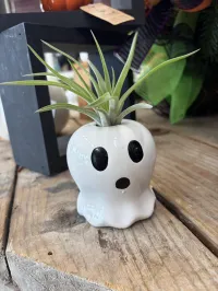 Ghost Airplant – Image 1