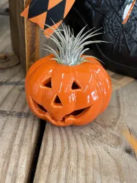 Pumpkin Planter Air Plant – Image 1