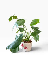 Philodendron Plant in Mushroom Container – Image 1