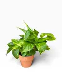 Pothos Plant – Image 1