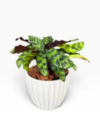 Rattlesnake Plant – Image 1