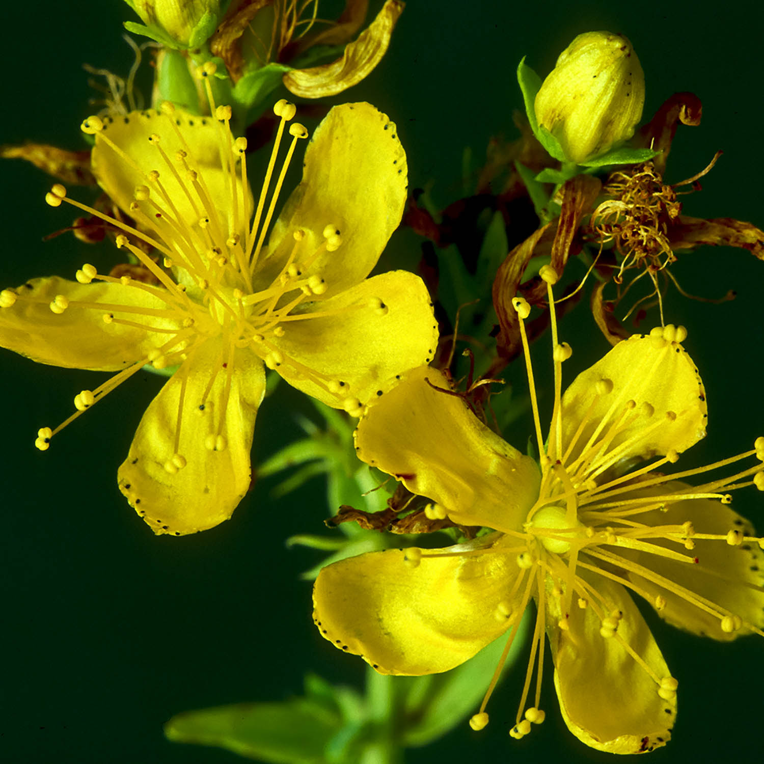 Organic Dried Herb St. John's Wort Oil – Image 2
