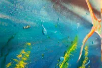 Coral & Fins – Image 2