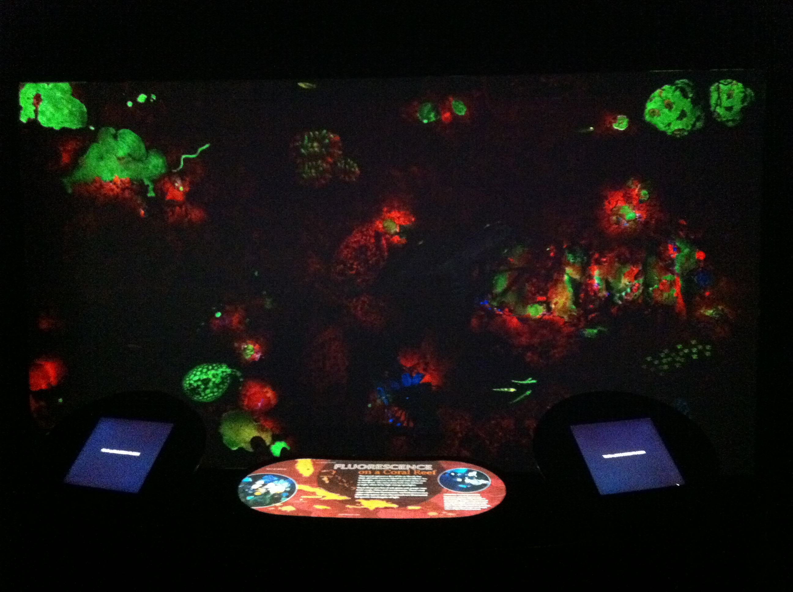 "Coral Fluorescence" – Image 3