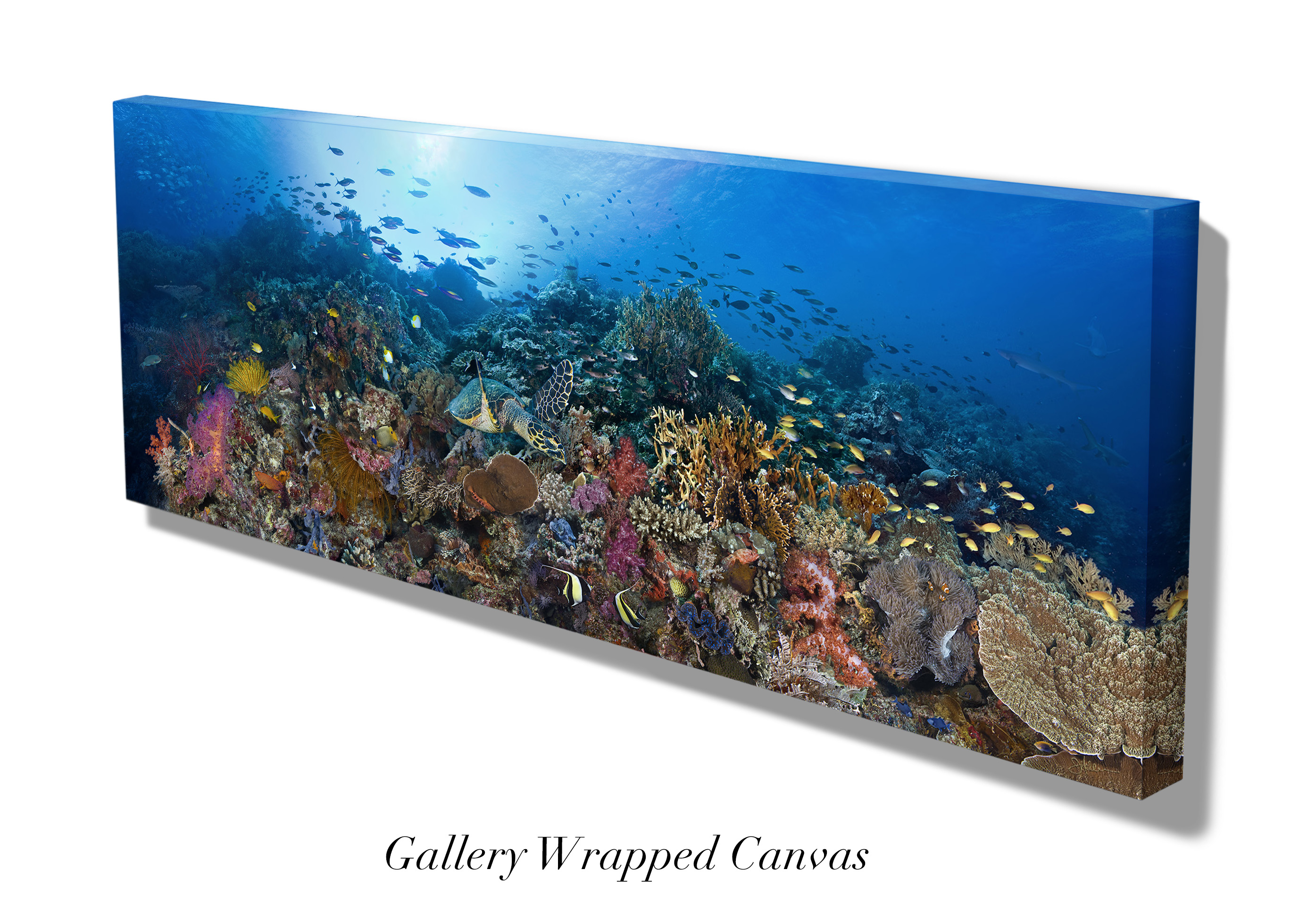 "Tubbataha Atolls" – Image 5