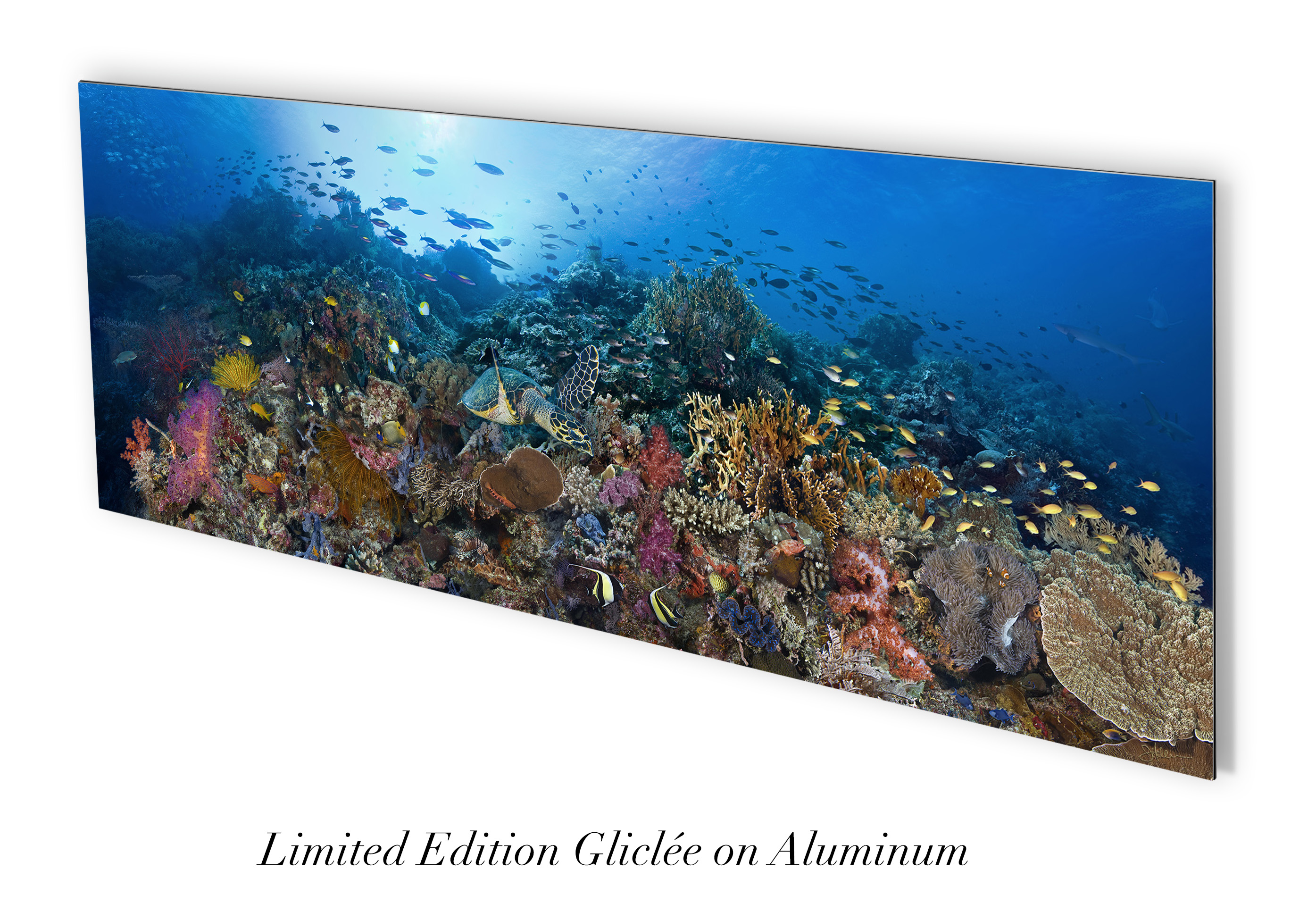 "Tubbataha Atolls" – Image 4