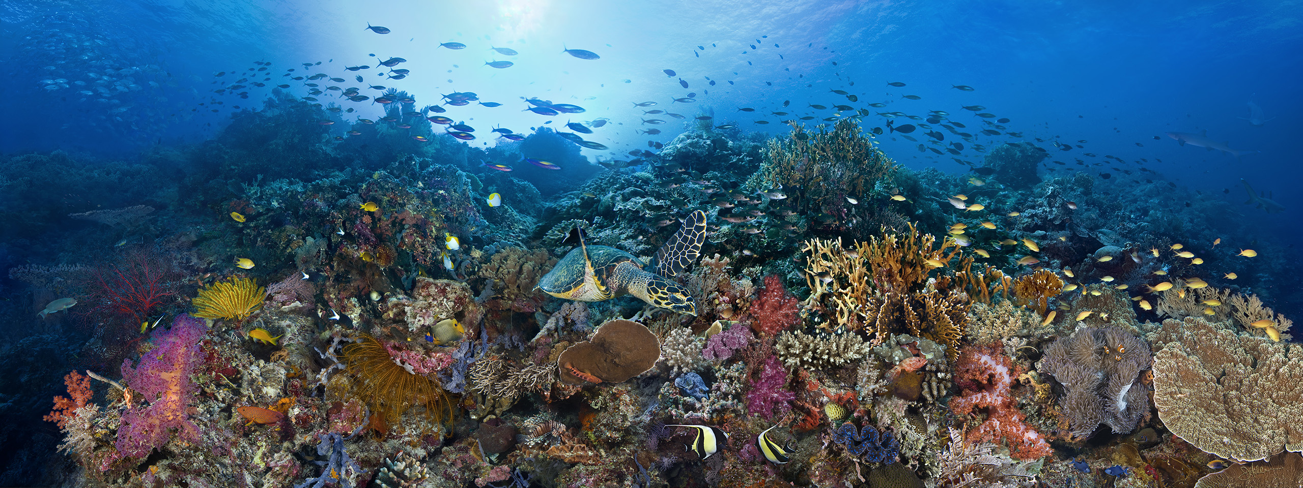 "Tubbataha Atolls" – Image 3