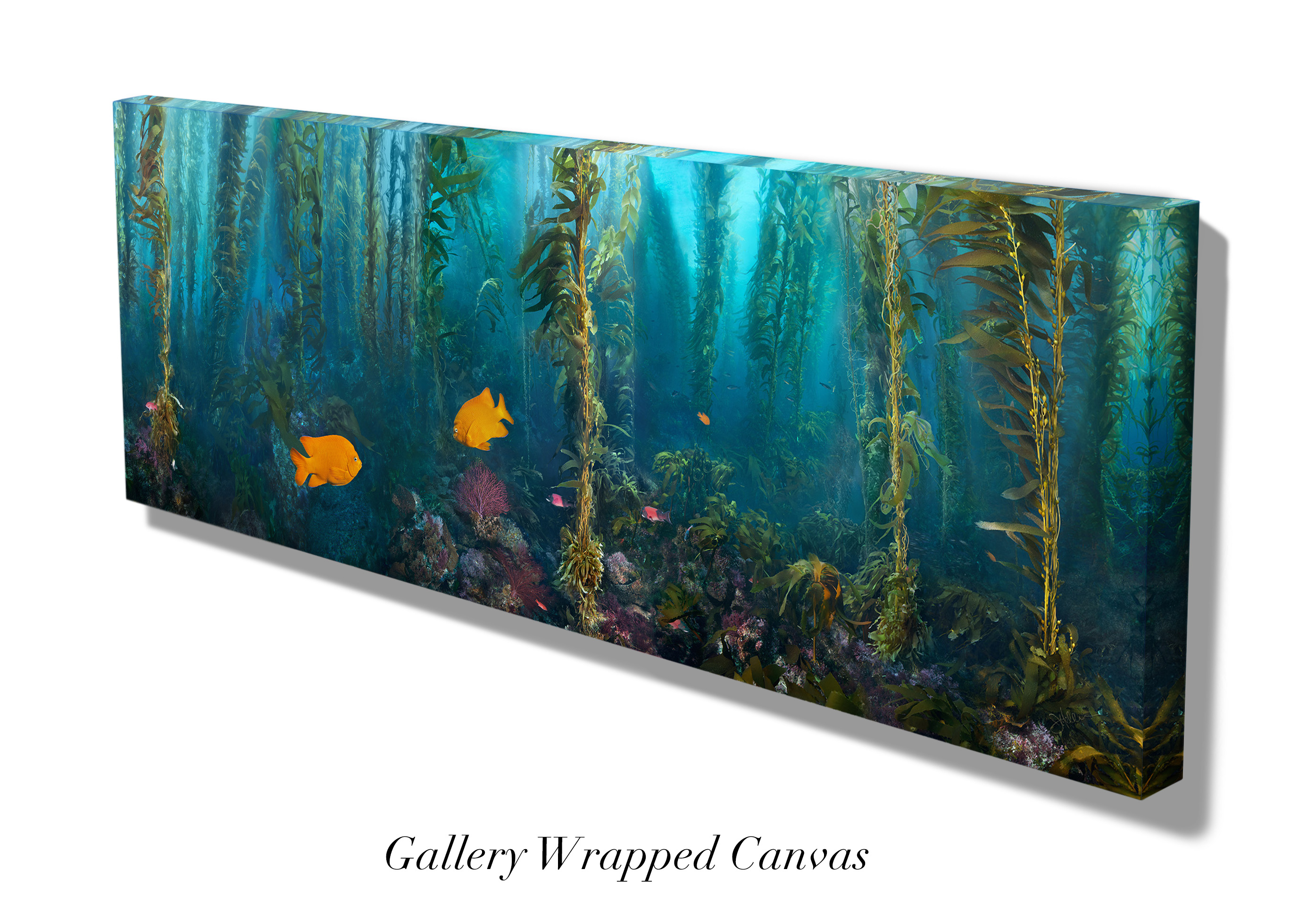 "Kelp Forest Damsels" – Image 7