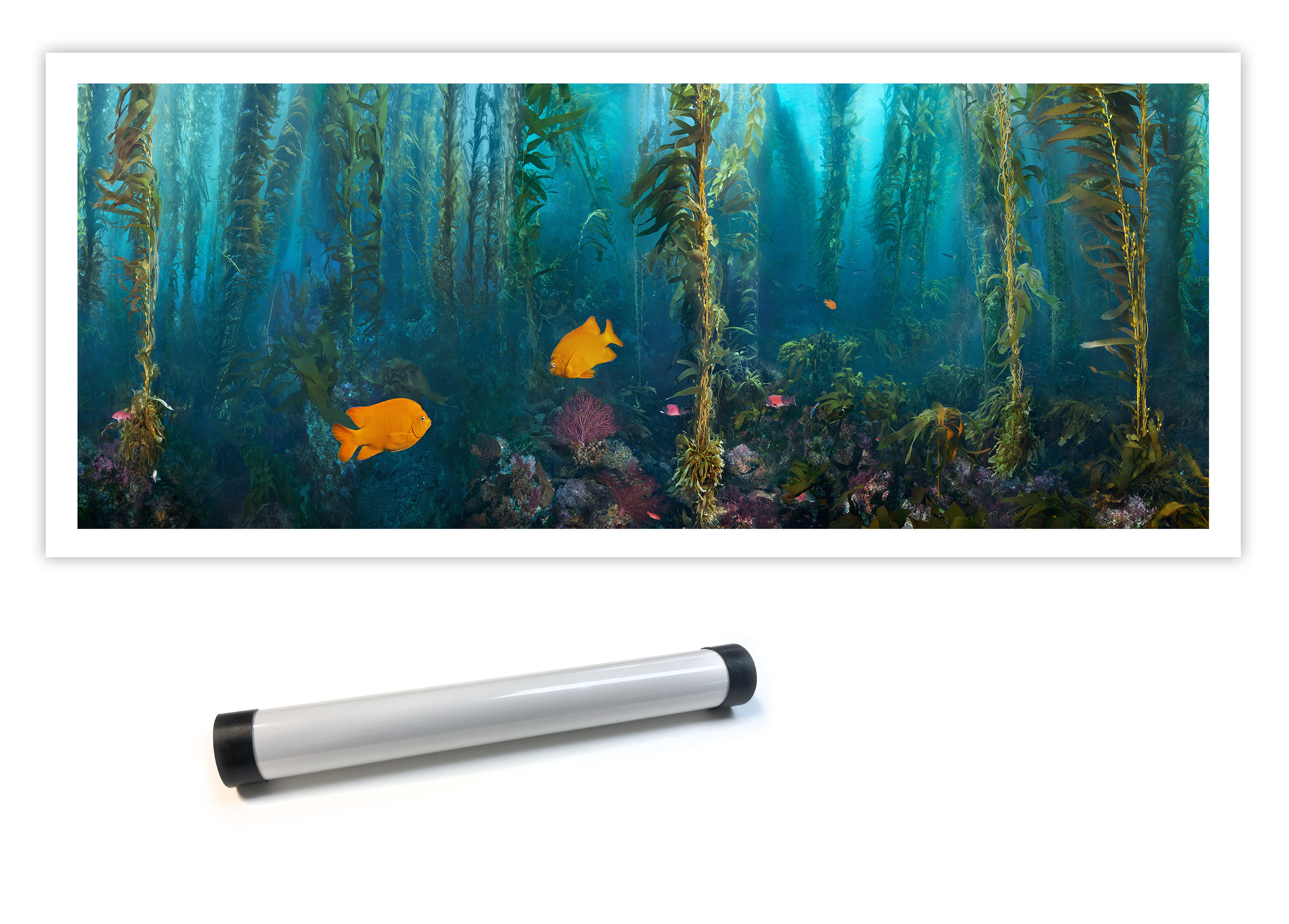 "Kelp Forest Damsels" – Image 8
