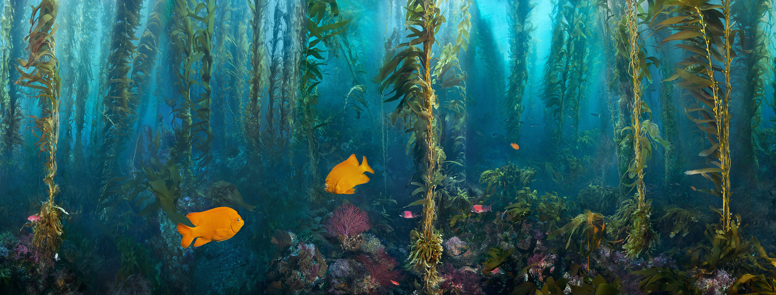 "Kelp Forest Damsels" – Image 5