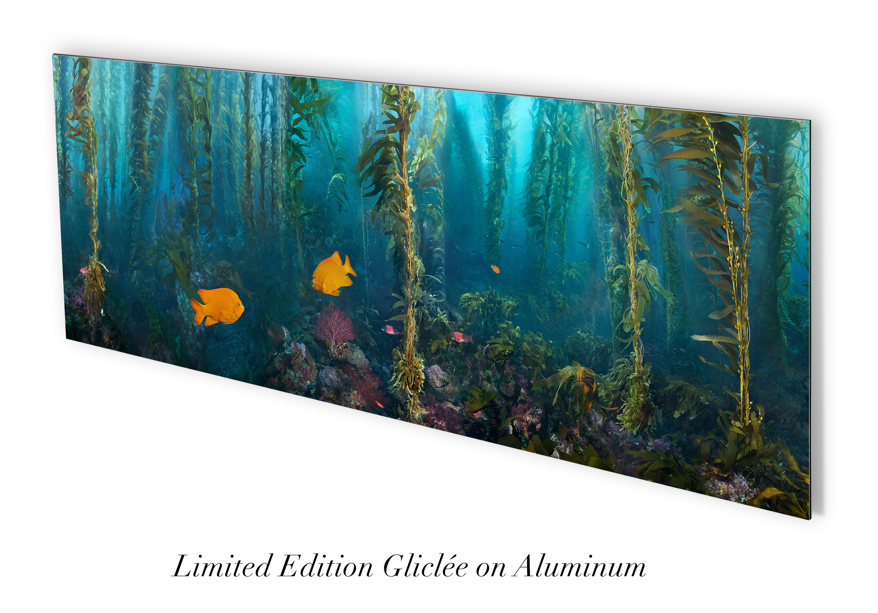 "Kelp Forest Damsels" – Image 6