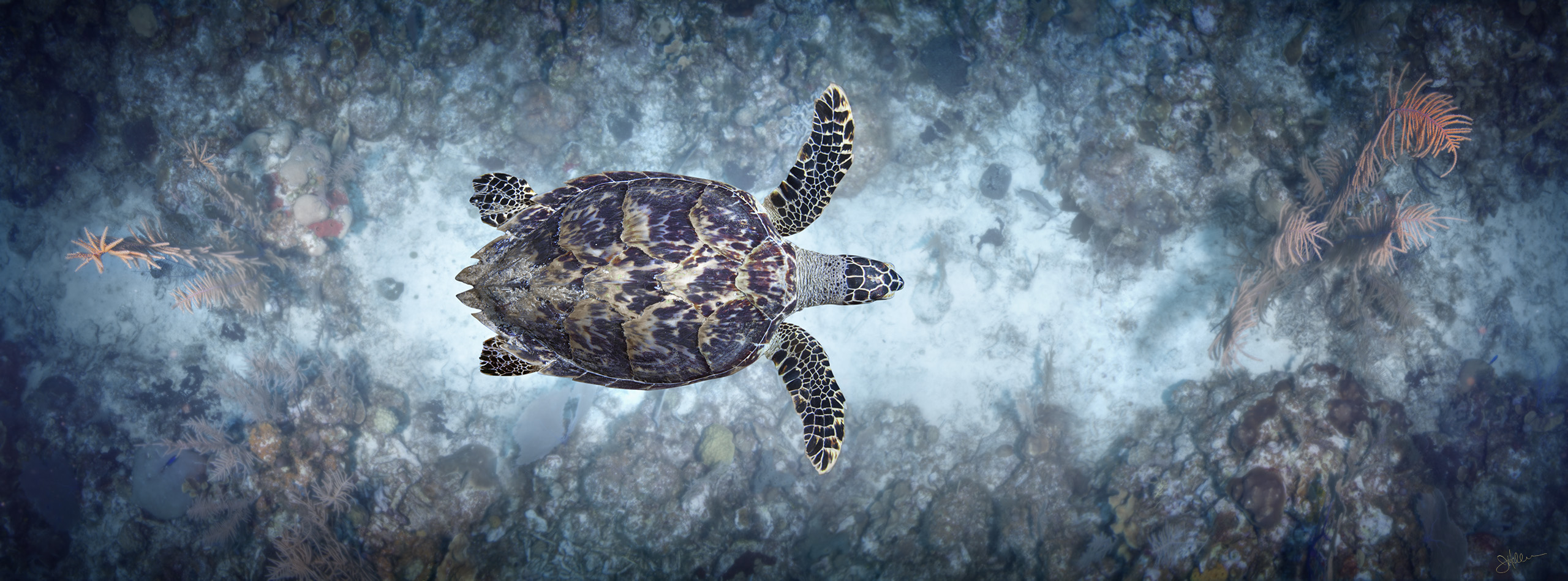 "Glide" – Image 5