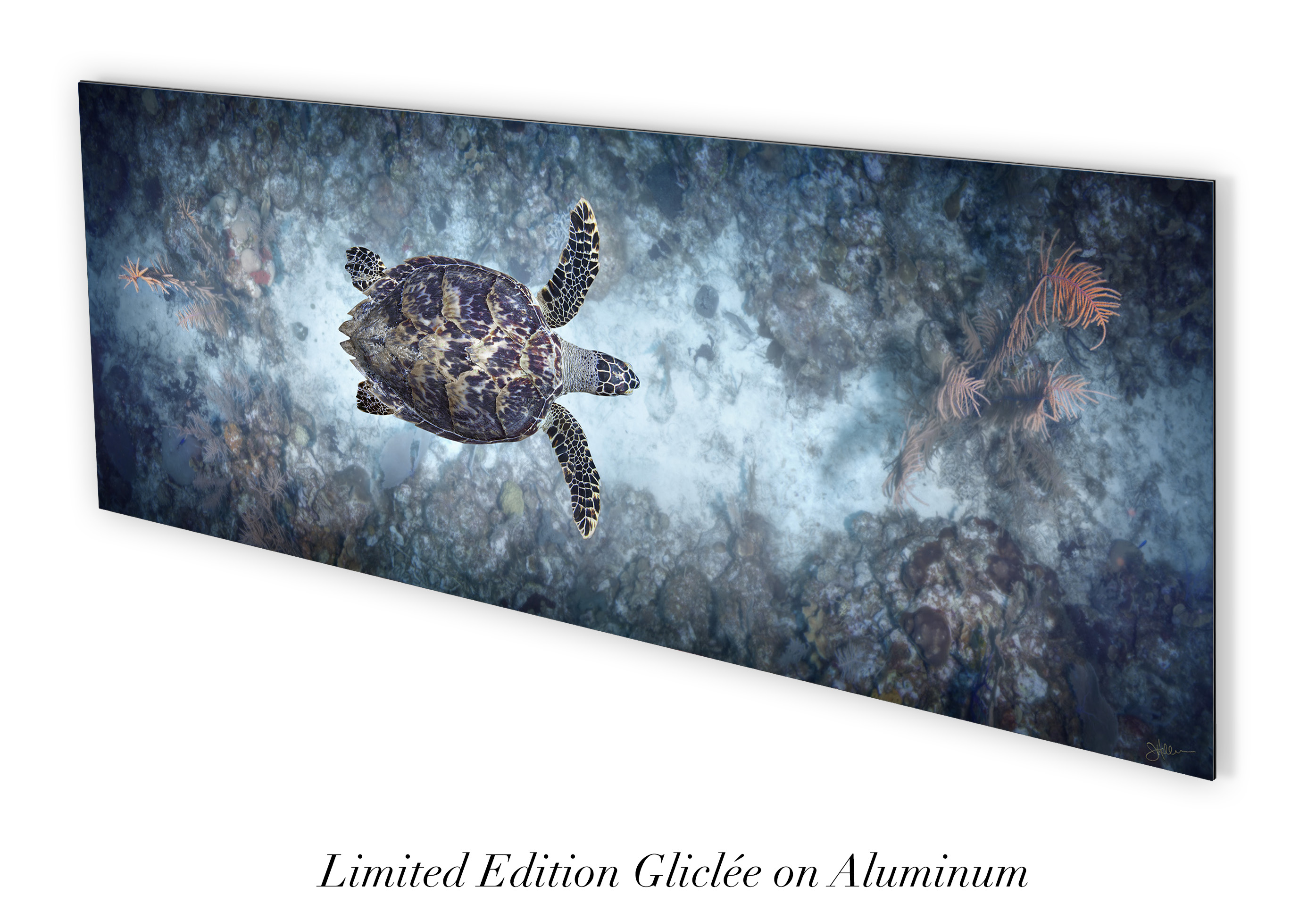 "Glide" – Image 6