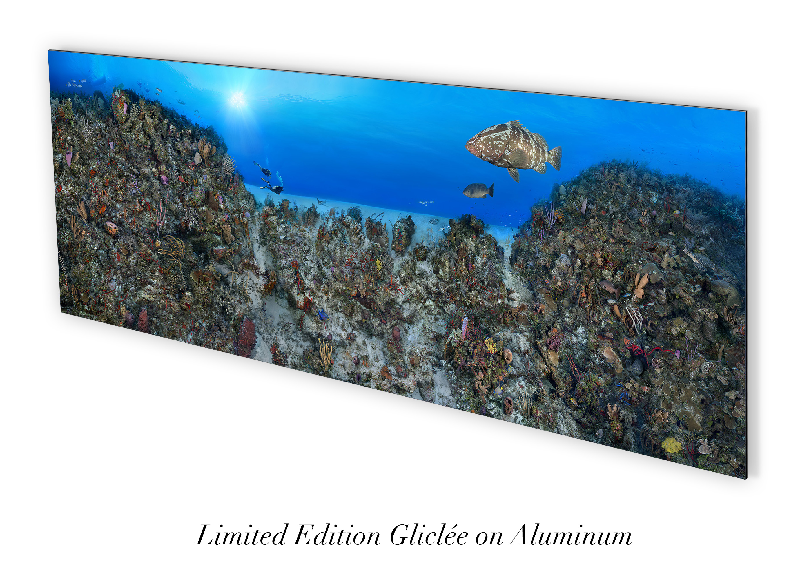 "Coral Anchors" – Image 7